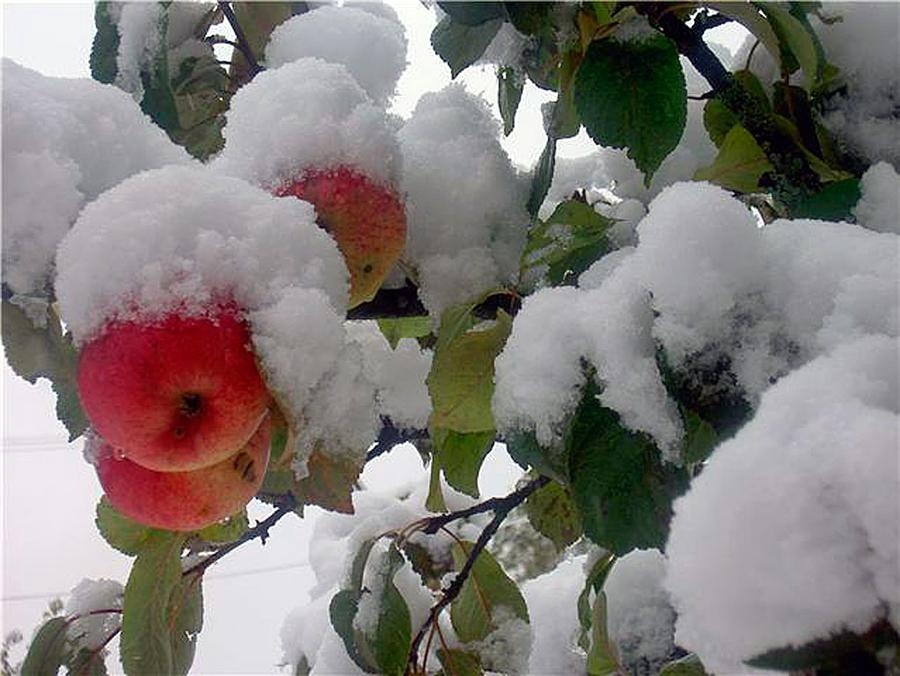 Här man man se tre årstider på en gång, sommar, höst och vinter, tycker Rose-Marie Persson från Fristad som tog den här bilden när den första snön kom.