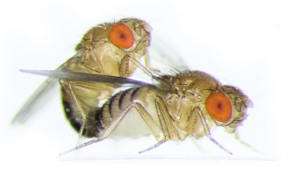 Även bland bananflugor lever hannen (till vänster i bild) betydligt kortare än honan.