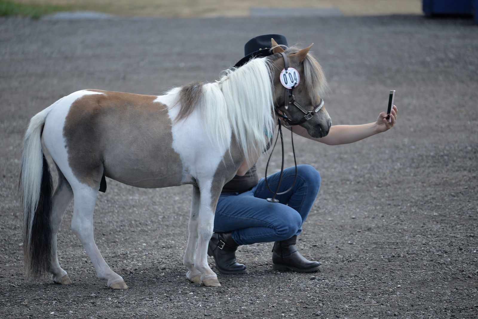 Är man ponny på Falsterbo Horse Show får man snällt ställa upp på en selfie – utan att gnägga! Foto: Magnus Wahlström