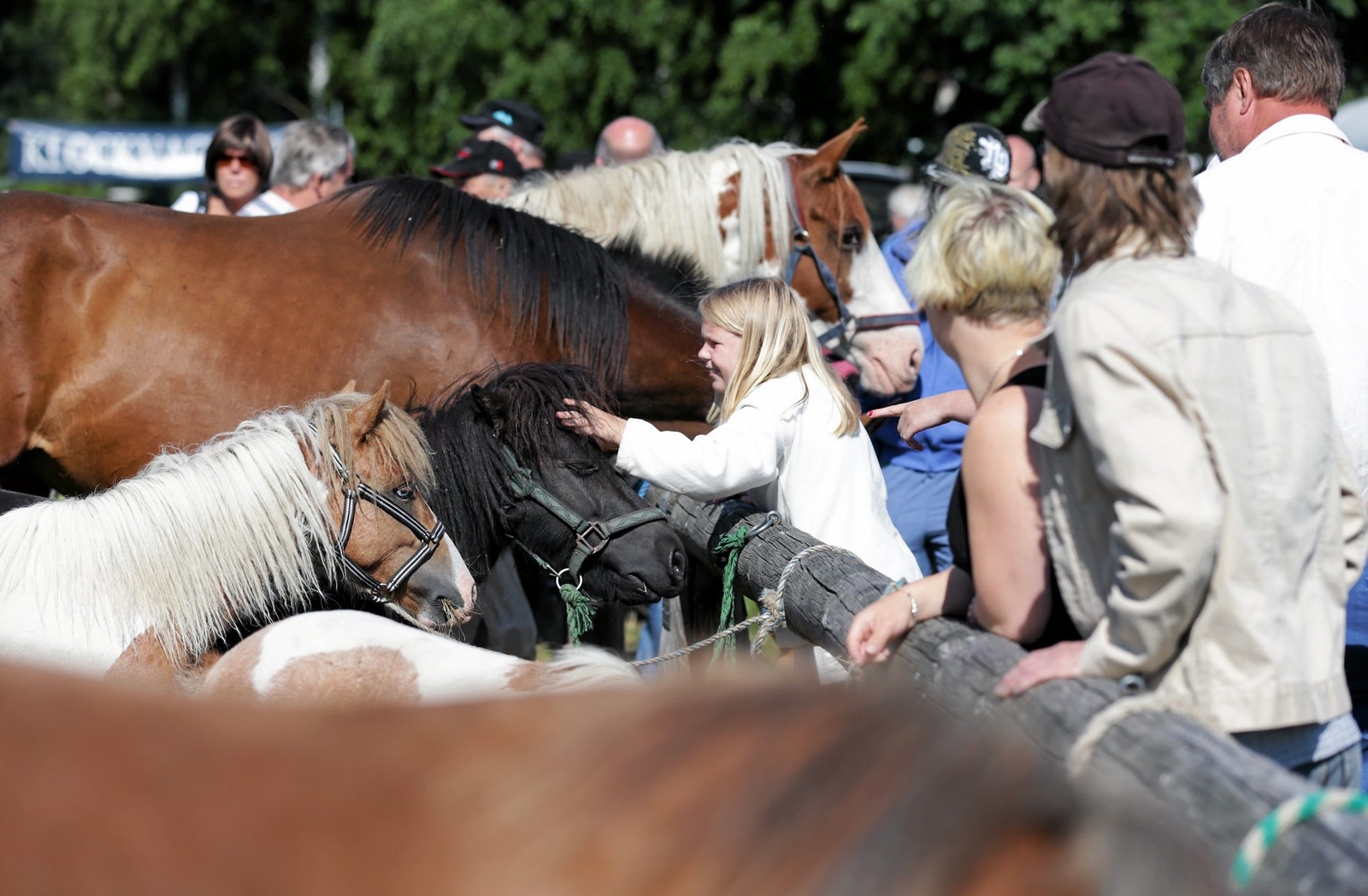Djurmarknaden i Hästveda, med allt från hästar till smådjur, brukar locka många besökare. Foto: Stefan Sandström/arkiv
