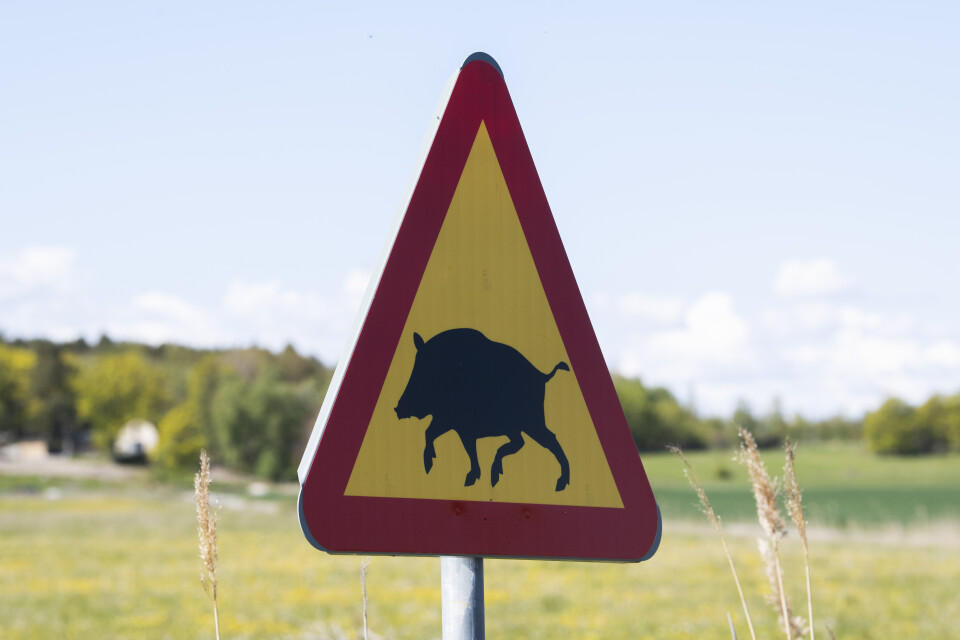 Norska livsmedelsmyndigheten ska betala för vildsvin som skjutits i Norge. Arkivbild.