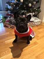 Chanel är finklädd i sin juledräkt. Foto: Ewa Balcer