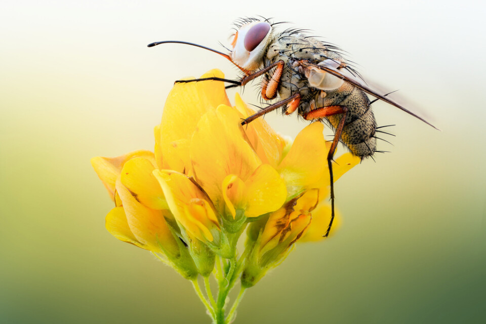 Tvåvingar, som myggor och flugor, är den vanligaste insekten i Sverige och står för tre fjärdedelar av alla insekter i landet. På bilden syns en fluga.