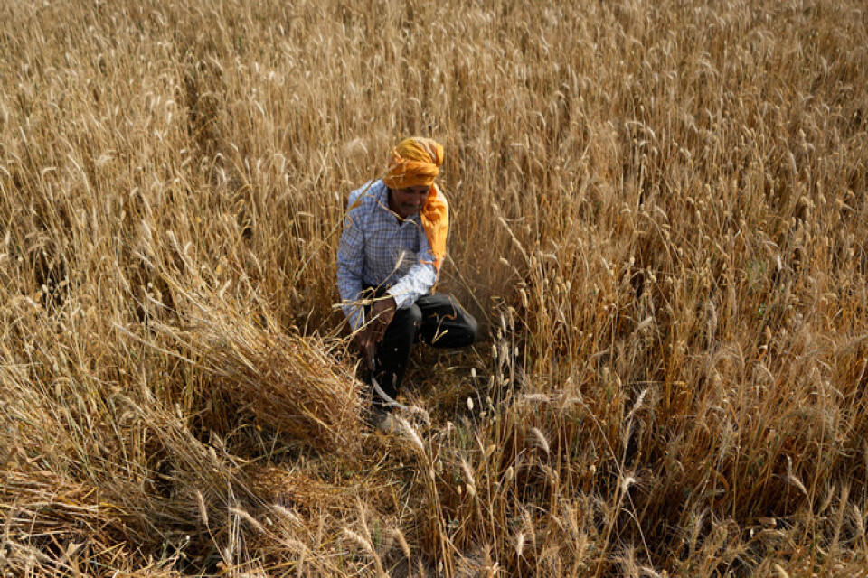 En indisk lantbrukare skördar vete. Arkivbild.