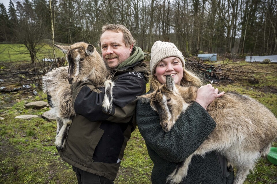 Nils och Claire Sjöström lämnade storstadslivet för att flytta till lilla Slänsmåla i Blekinge. Här har de både getter och eget mejeri.