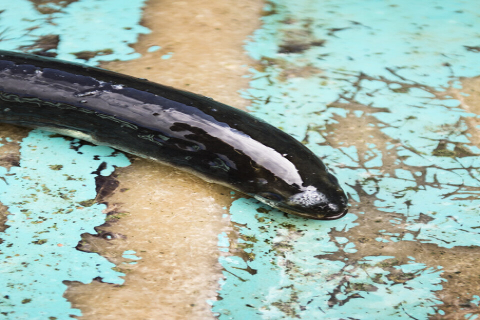 En ål i Finland blev den första i Europa att lägga rom på naturlig väg. Arkivbild.