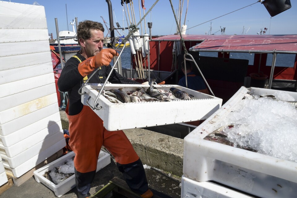 Fisk lossas från en fiskebåt i hamnen i Skillinge. Arkivbild.
