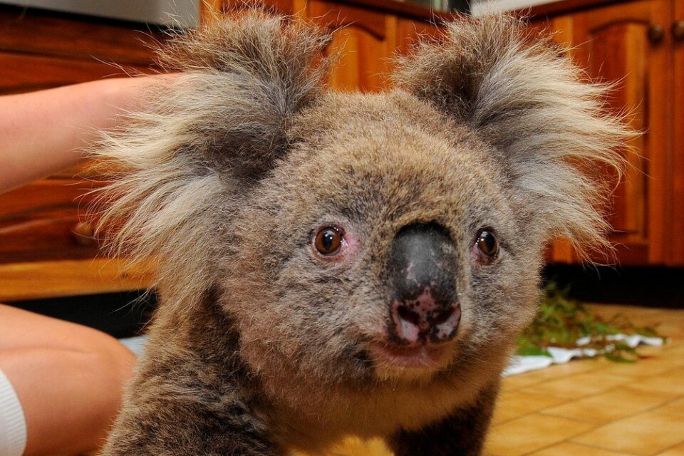 En koala har fått hjälp med sina brännskadade tassar.