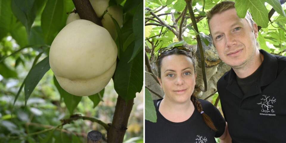 ”Världens godaste persika” trivs utanför Osby