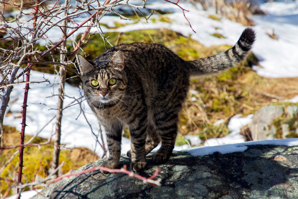 En katt i Hägersten i södra Stockholm. Arkivbild.