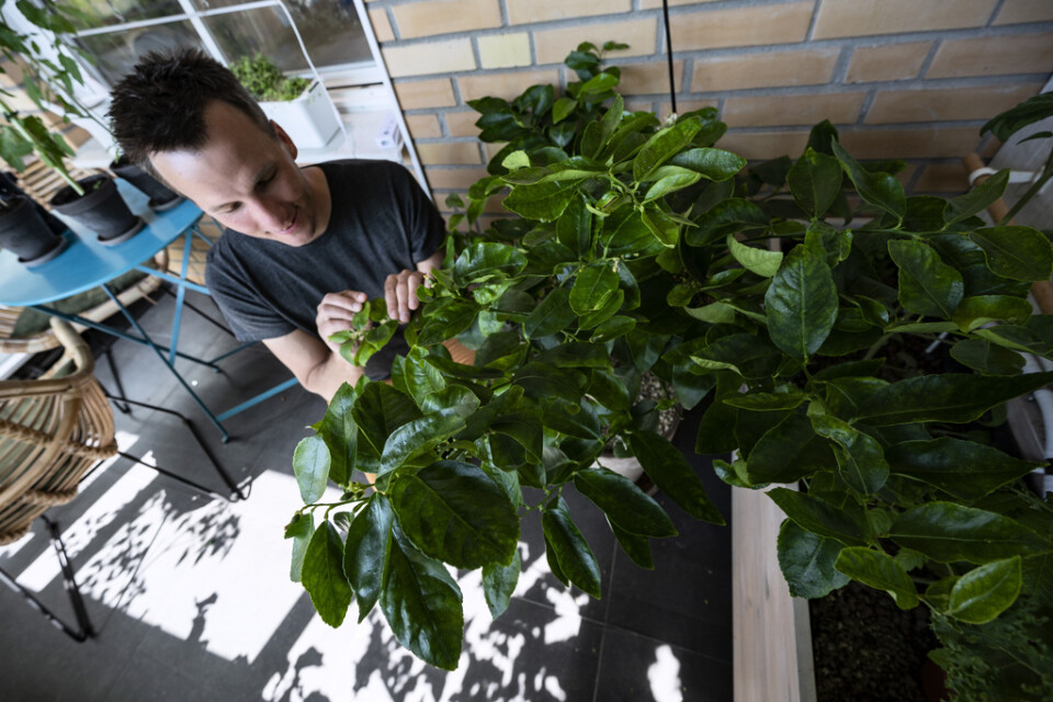 Limeträdet växer och frodas på balkongen hos Niklas Hjelm. Men var ska den som bor i lägenhet ta vägen? "Det finns alla möjligheter att odla på balkong och terrass", säger han.