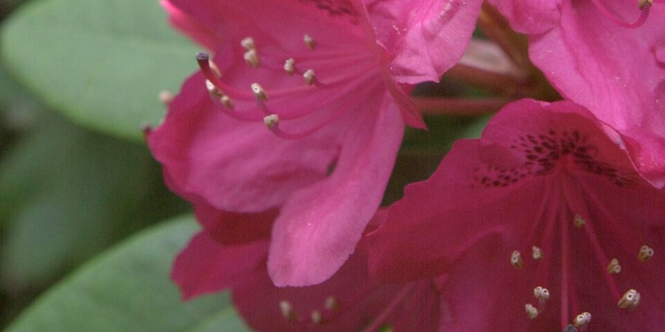 Blommande rhododendron, en vacker syn och en ingång till floran av intressanta debatt-böcker i dagens onsdagskrönika.