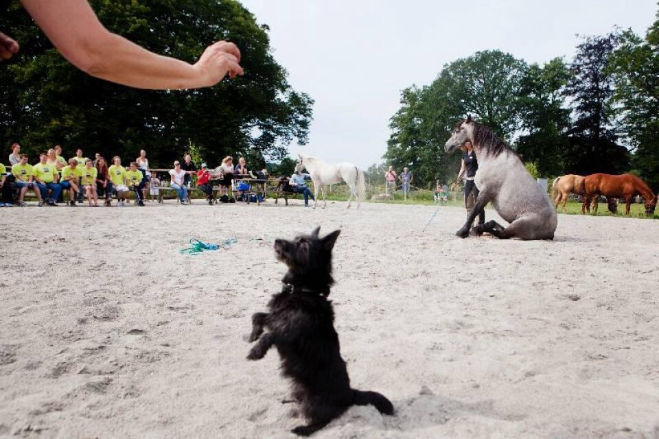 Hunden Fia härmar hästens rörelser.Foto: Jörgen Johansson