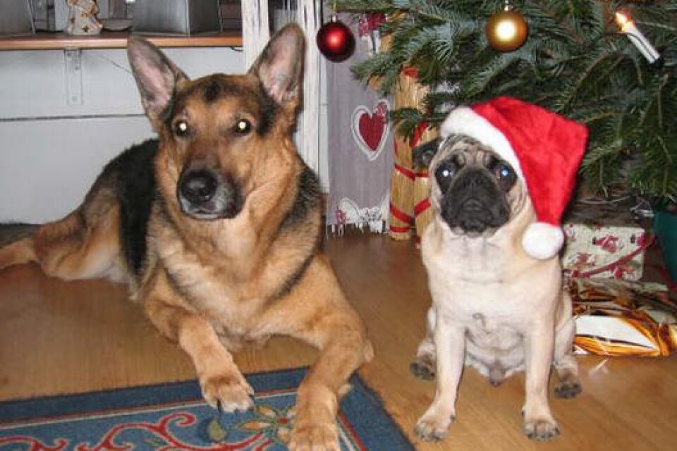 Hundarna Tjacki och Hannibal i Bromölla vill önska alla som dom känner en riktigt God Jul!