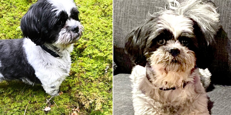 Hunden Milo försvunnen sedan i onsdags
