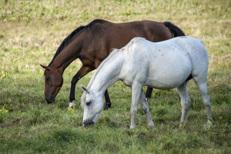 KALMAR: Ska ha låtit hästar beta på annans mark – polisanmäls för skadegörelse