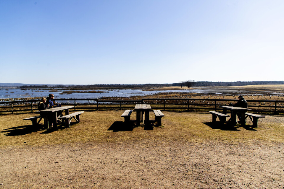 Normalt sett brukar det myllra av människor som beskådar trandansen. Nu är det nästan tomt runt Hornborgasjön.