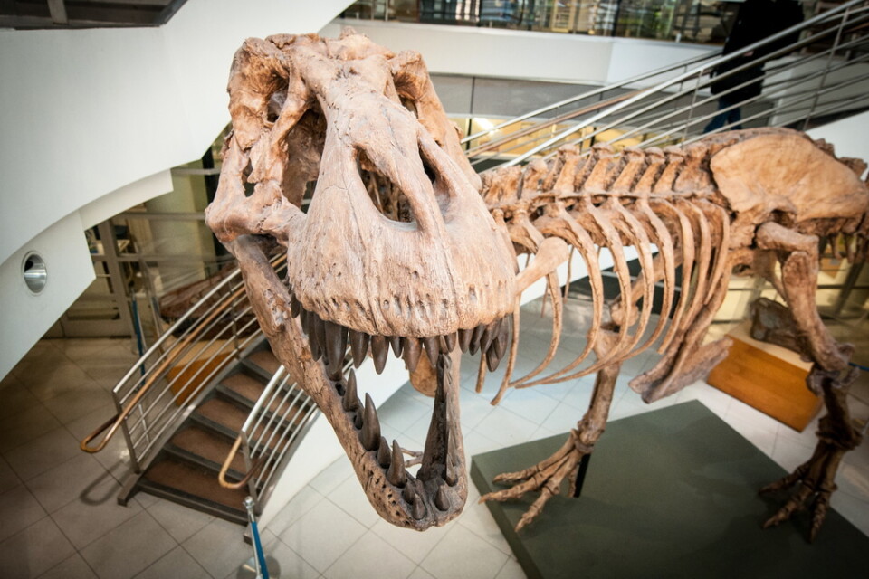Det fanns "bara" cirka 20|000 tyrannosaurier på en och samma gång, när det begav sig. Men totalt har det funnits miljarder av dem, visar forskning. På bilden syns en avgjutning av ett av de 32 mer eller mindre kompletta fossila skelett av detta djur som någonsin har hittats. Arkivbild.