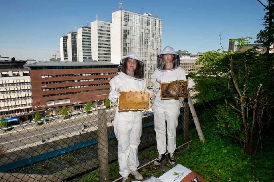 Bee Urban är ett företag som odlar bin i stan. Här grundarna fotograferade i Stockholm. Bifrågan är ingen bifråga!