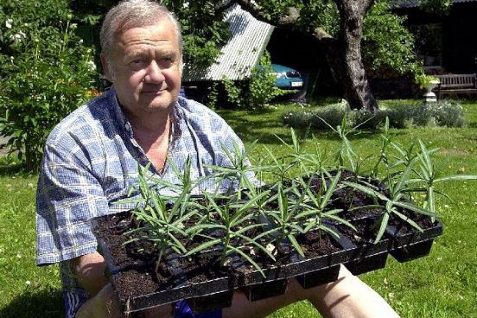 János Szarka med små plantor av mirakelväxten som sägs hindra den svårstoppade mullvaden.Bild: PER ROSENQVIST
