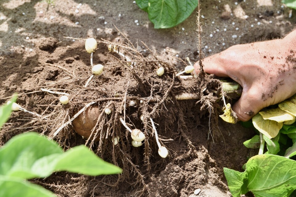 För drygt en månad sedan låg här en sättpotatis med små groddar i marken. Nu växer det rejält. Martin Andersson sätter tillbaka plantan i marken efter titten.