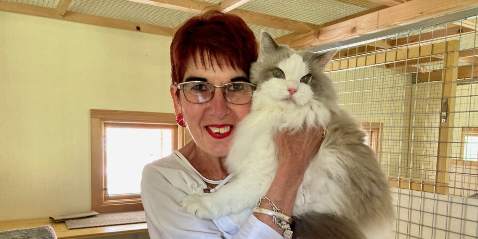 Jacquelina lever för katthotellet: Hon älskar de fyrfota gästerna