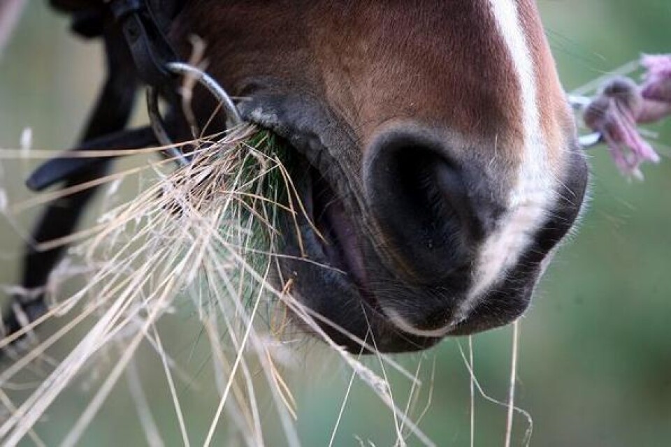 Hästen JK mumsar hö och trivs med livet som "terapihäst" i Humlamaden.