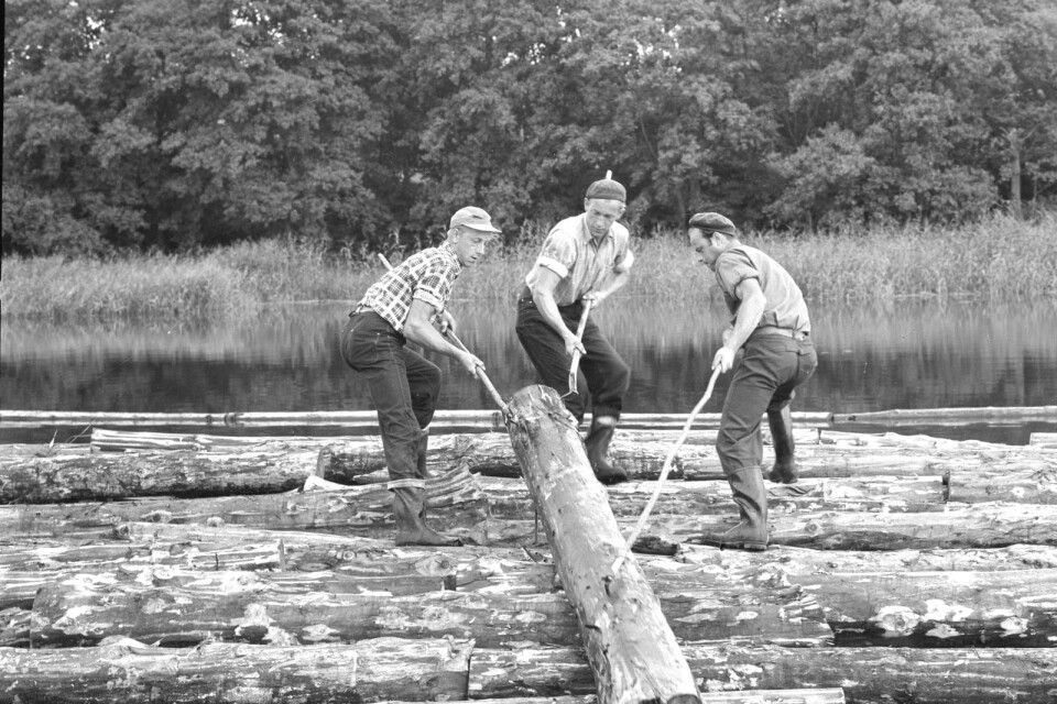 Här kämpar tre starka män med stockarna. Vem är de? Vem jobbade de för? Hur mycket timmer kunde tre man hinna med på en dag? Fotografiet är från 1956.