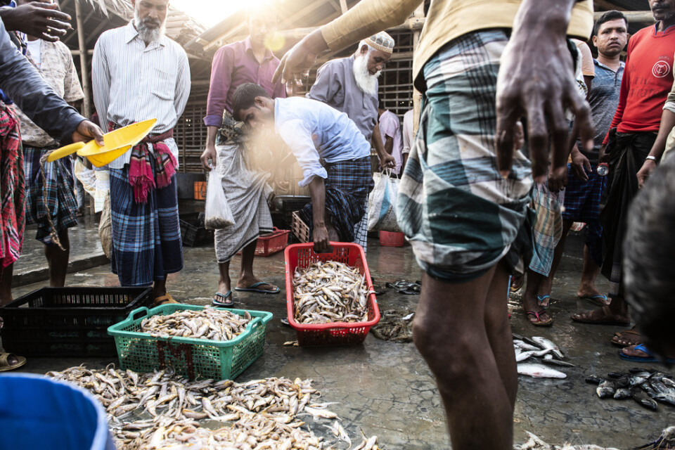 Stora fisk- och räkodlingar har byggts upp på ön Gabura i Bangladesh.