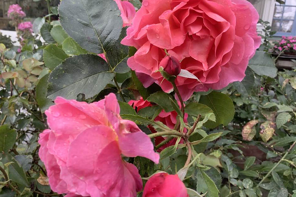 En bra bit in i oktober blommar den fina rosen igen och lockar fram beundrande leenden hos alla som ser.