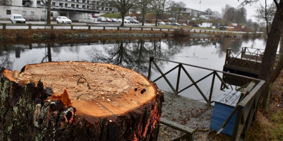 Ett hundratal träd har sågats ned längs Ronnebyån, mellan Soft Center och Ronnebyhamn.
