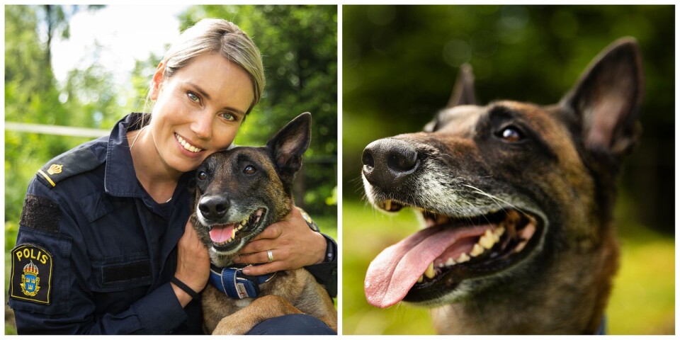 Elin tränade upp Lymla – Nordens bästa polishund: ”Otroligt att jag får betalt för det här”