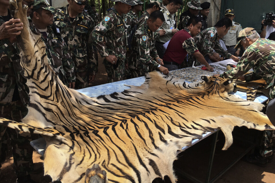 Anställda i en thailändsk nationalpark undersöker ett beslagtaget tigerskinn. Arkivbild.