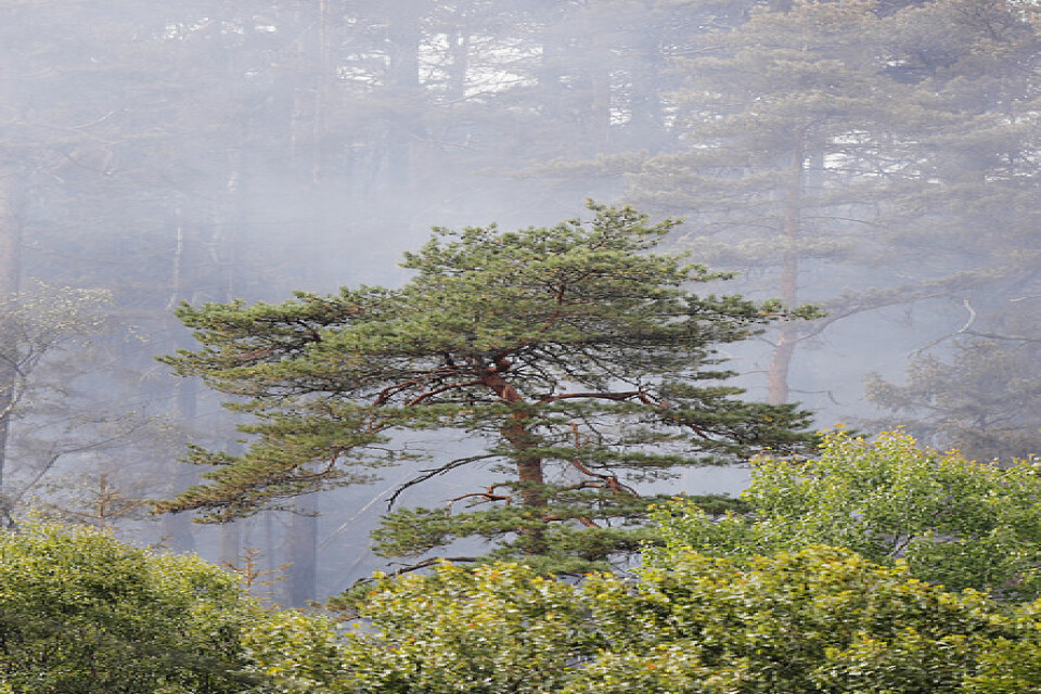 Larm om bränder i skog och mark har ökat med 82 procent i april.