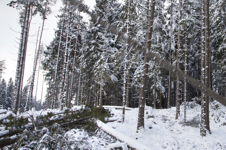 En skogsarbetare omkom vid en olycka i skogen i Charlottenberg. Arkivbild.