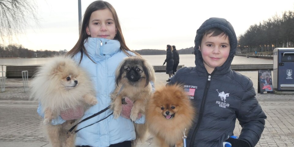 Bland hundälskare, födelsedagsfirare och livsnjutare vid Växjösjön