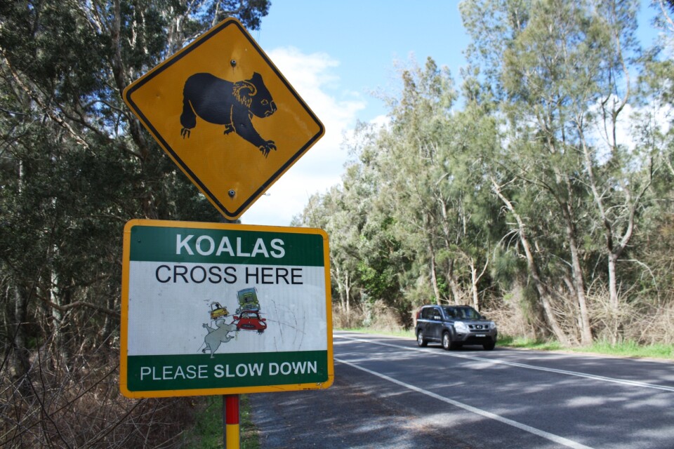 Sue Ashton vid koalasjukhuset i Port Macquaire uppmanar bilförare på landsbygden att dra ner på farten. "Även vid 70 kilometer i timmen så bryts en koalakäke, eller en känguru dödas, så sakta ner", säger hon. Arkivbild.