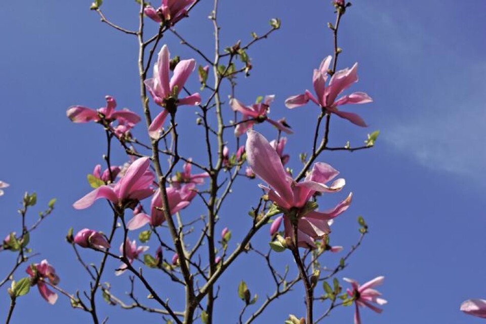 Magnolia Galaxy, magnolia