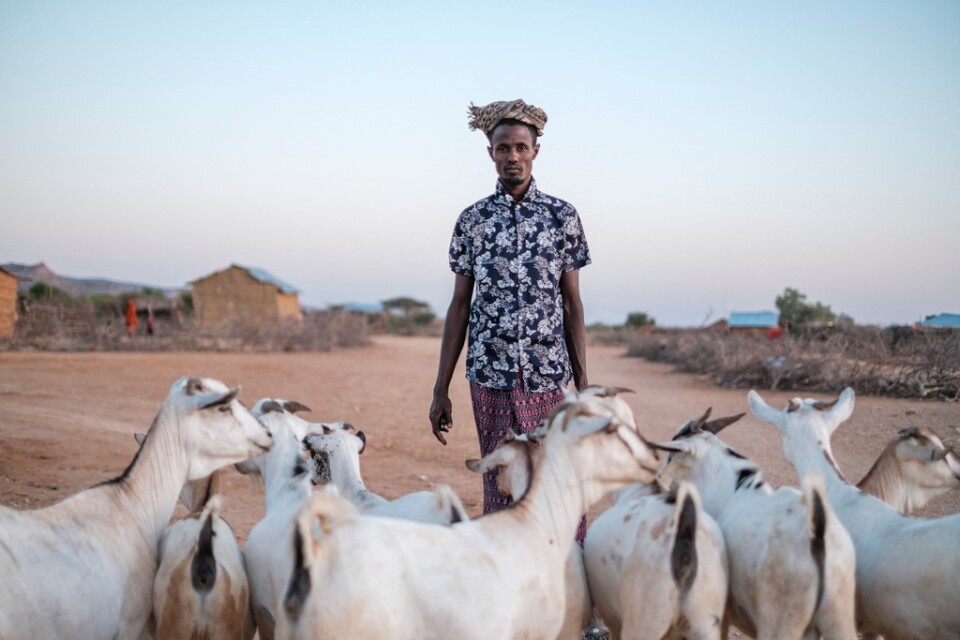 Bele Kalbi Nur med sina getter i byn El Gel i östra Etiopien. 90 procent av hans boskap har dött av torkan. Bild från januari.
