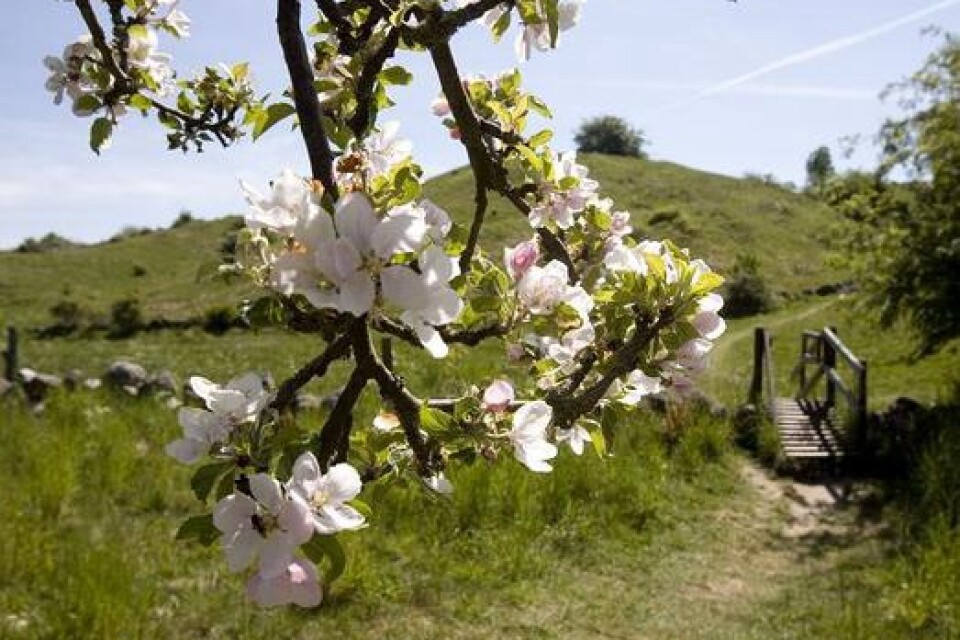 Äppelträden blommar vilket gör Brösarps backar ännu vackrare. Perfekt för en promenad.
