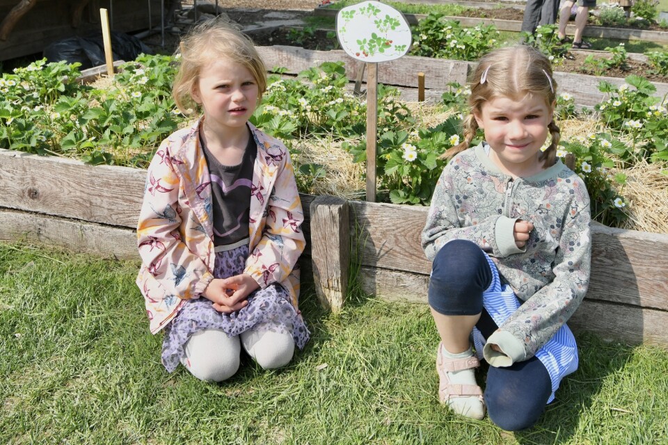 – Barnen och de vuxna sköter jordgubbarna tillsammans säger Idun Carlford och Emily Ljungdahl.