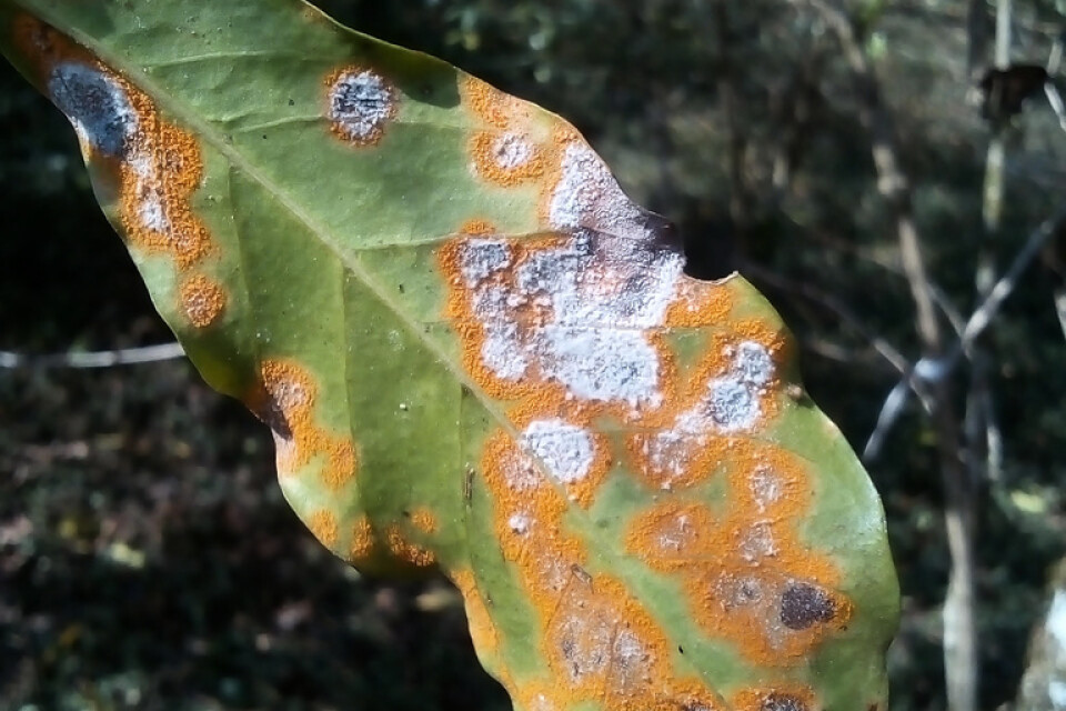 Ett kaffeblad med orangefärgade angrepp av kaffebladrost (Hemileia vastatrix), som i sin tur har vitfläckiga angrepp av en hyperparasit (Lecanicillium lecanii).
