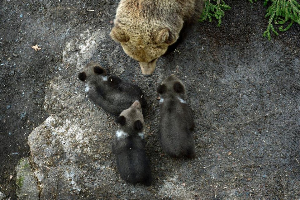 Björnhonan Idun och hennes tre ungar går att följa i direktsändning dygnet runt från Järvzoo i Hälsingland. Men björnungarna går en osäker framtid till mötes, i värsta fall kommer de att avlivas. När ungarna blir för stora för att gå med sin mamma måste