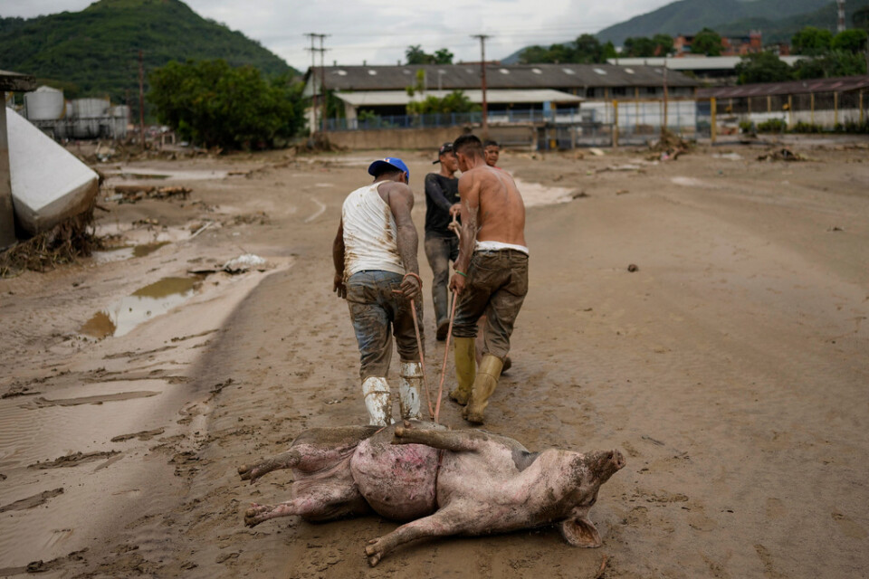 Svåra översvämningar och jordras drabbar staden Las Tejerias i Venezuela. Djurkadaver samlas i lermassorna.