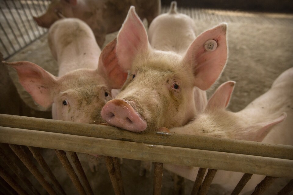 Kinesiska forskare har identifierat en ny typ av svininfluensa. På bilden grisar i Hubeiprovinsen 2019.
