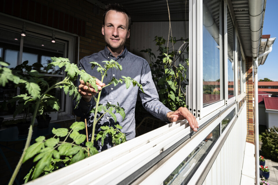 Tomaterna växer högt på balkongen hos Niklas Hjelm från föreningen Hemmaodlat. Svenskarna rekordköper frön och växter som aldrig förr, och i coronatider siktar många på en sommar i trädgården. "Tomater av olika sorter, de älskar värme", säger han.