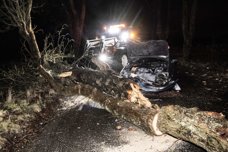 Ett stormfällt träd röjs undan efter att en personbil kört in i det på söndagskvällen. Ingen person skall ha skadats i olyckan.