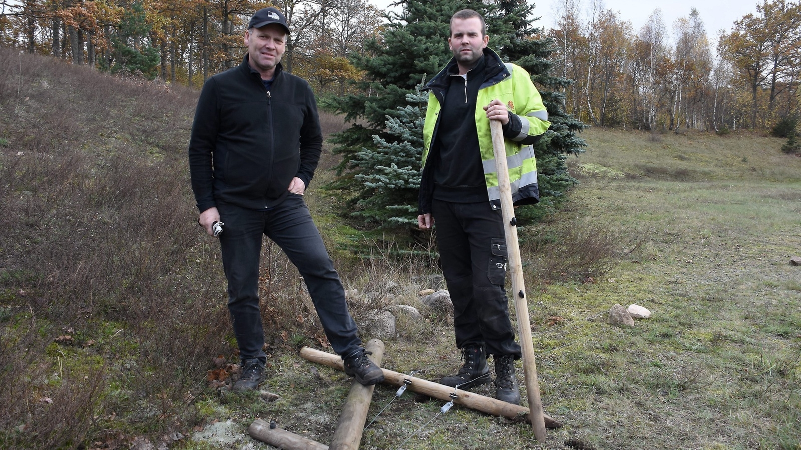 Någon har rivit ner vildsvinsstängslet runt Christer Nilssons och Anders Lönnåkers rågåker i Nävlinge. Foto: Helén Fingalsson