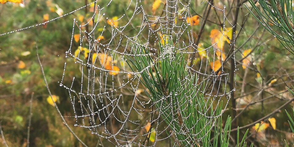 Ett vackert morgonskimrande spindelnät en tidig höstmorgon – ett av många vacka detaljer som innebär att livet pågår överallt hela tiden.