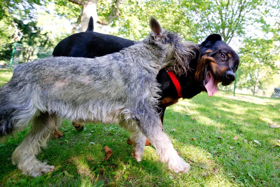 I en hundrastgård kan hundar  springa fritt och leka med varandra.
